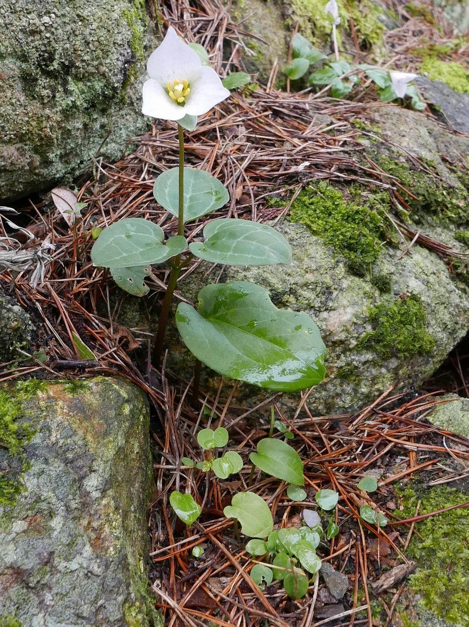 Pseudotrillium rivale with nicely marked leaves with a