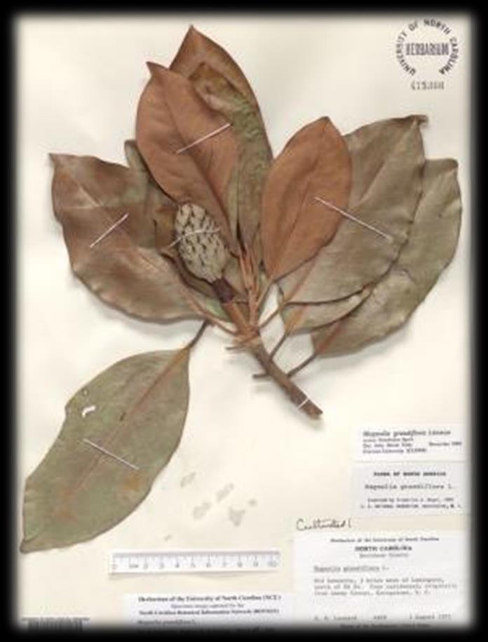 Research UNC Herbarium - Largest collection of plant specimens in the Southeast 800,000 collections dating from the mid-1800s 125,000 specimens