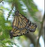 For example, while many butterflies are attracted to brightly colored flowers, the Zebra swallowtail prefers small white blooms. 3) Include both larval host plants and adult nectar sources.