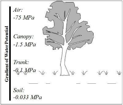 Soil-Plant-Atmosphere Continuum (SPAC) The SPAC is defined as the movement of water from the soil,