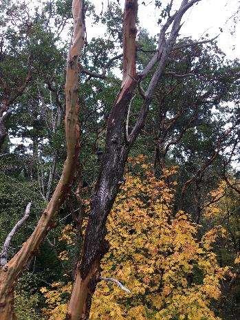 branches of madrone Several species of Phytopthora cause root or collar rot on the