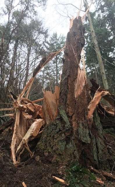IT DIDN T FALL OVER IN LAST YEARS STORM Tree failures cascade.