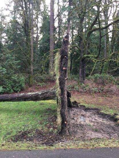 THIS TREE FAILURE OCCURRED DURING A STORM AND TRA ARE ONLY GOOD DURING NORMAL WEATHER TRAQ Form has you to consider the Common Weather when performing an TRA.