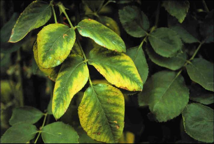 Magnesium (Mg) Element Contribution Source Magnesium deficiency will be shown in older leaves, yellowing around edges of leaf with signs of dying tissue overlaying the affected parts; With a high