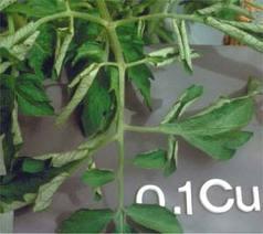 Trace Elements Element Contribution Source Copper (Cu) Deficiency is seen when terminal leaves get brown spots. Available below 7.