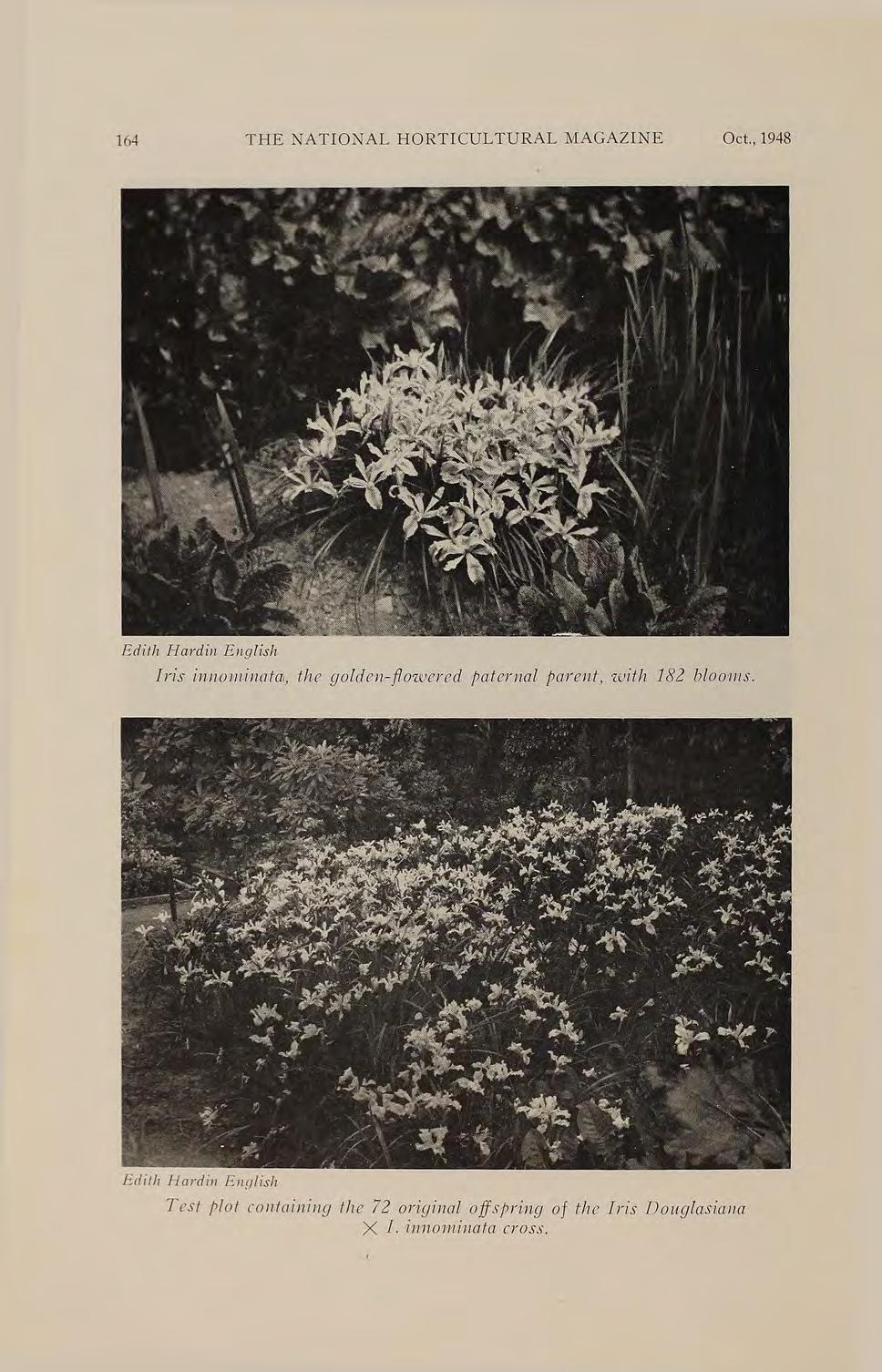 164 THE NATIONAL HORTICULTURAL MAGAZINE Oct., 1948 Edith Hcwdil1 Engl1:sh Iris innolw.ina.ta, the golde17 -f!