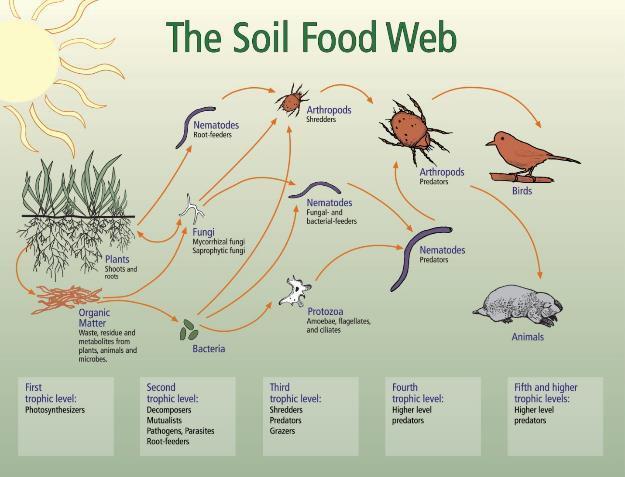 Figure 18: The food web of the soil (USDA, n.d.) 7.2.1 Soil Microbiota Microorganisms are the smallest form of life that often exist in single-celled colonies.