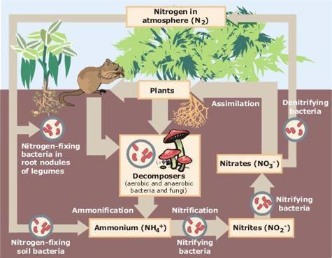 7.3.4 Nitrogen Fixation Biological Nitrogen Fixation is the process through which biological agents convert nitrogen from the air (N 2) into a form of nitrogen that is available to plants.