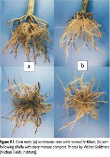 Figure 34: a) Conservation tillage, b) Cover crops (Wikipedia, 2015) 9.1.3 Crop Rotation There are very good reasons for Crop Rotation.