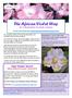 The African Violet Way
