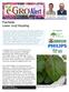 Fuchsia: Lower Leaf Purpling