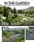 Blue Yonder. in the garden. local garden I plants I know how I garden news