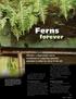 Ferns bring as their gift to the garden serenity, peace, and a unifying green calm. Sue Olsen, Encyclopedia of Garden Ferns
