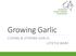 Growing Garlic CURING & STORING GARLIC LETETIA WARE