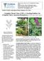 Cucumber Mosaic Virus (CMV): A Growing Problem for A Popular Native, American Beautyberry (Callicarpa americana)