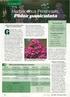 Herbaceous Perennials: Phlox paniculata