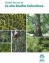 Global Survey of Ex situ Conifer Collections