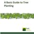 A Basic Guide to Tree Planting