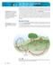 The Nitrogen Cycle and the Phosphorus Cycle