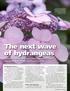 The next wave of hydrangeas