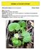 HERBS & WILDFLOWERS. Dichondra repens (Convolvulaceae)