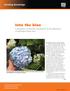 Into the blue. Growing Knowledge. A comparison of substrate amendments for the adjustment of hydrangea flower color