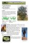 Common Buckthorn (Rhamnus cathartica) Glossy Buckthorn (Frangula alnus) [Synonym: Rhamnus frangula]