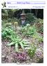 ----- Bulb Log Diary Pictures and text Ian Young. BULB LOG th September Eucomis bicolor in the garden