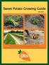 Sweet Potato Growing Guide