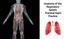 Anatomy of the Respiratory System Practical Exam Practice
