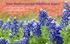 Texas Bluebonnet and Wildflower Routes