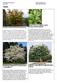 TREES. Mount Vernon English Laurel (Prunus laurocerasus) Persian Ironwood (Parrotia persica) Natchez Crape Myrtle (Lagerstroemia indica)