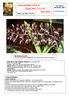 Newsletter of the Species Orchid Society