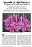 Suwada Orchid Nursery. - Producers of world class Cattleyas