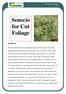 Senecio for Cut Foliage