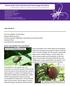 Kansas State University Extension Entomology Newsletter