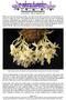 St. Augustine Orchid Society   Rebasketing Stanhopeas by Sue Bottom,