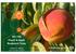 AGRICULTURAL SCIENCES. THE COLLEGE of NC-140. Peach & Apple Rootstock Trials. Ioannis S. Minas.