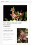 New Mexico Orchid Guild Newsletter November 2017