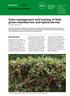 Cane management and training of field grown blackberries and hybrid berries