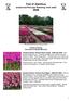 Trial of Dianthus, annual and first year flowering, from seed AGM