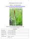Plant Propagation Protocol for Carex livida
