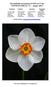 The Daffodil Association of NSW/ACT Inc NEWSLETTER No. 72 August 2012