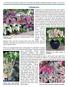 Caladiums. A Horticulture Information article from the Wisconsin Master Gardener website, posted 15 July 2013
