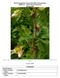 Plant Propagation Protocol for Ribes Watsonianum ESRM 412 Native Plant Production Spring 2009