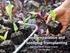 Bed preparation and Seedplug Transplanting Vegetable Master Grower Program 14 th Feb 2014