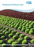 Diseases of lettuce crops