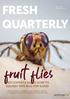 fruit flies PEST EXPERTS SHARE HOW TO SQUASH THIS BUG FOR GOOD