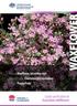 Product: Waxflower, Geraldton wax Botanical name: Chamelaucium uncinatum Cultivar: Purple Pride. Quality specifications for Australian wildflowers
