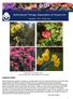 Horticultural Therapy Association of Victoria Inc